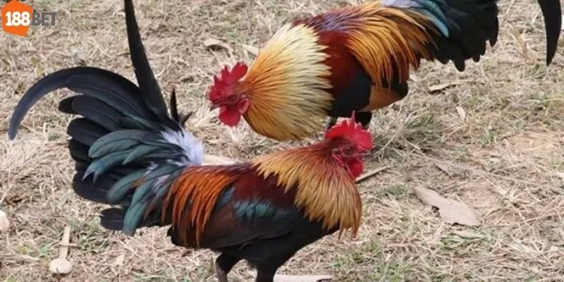 Đá Gà Tre Sv388 - Mẹo Chọn Giống Gà Đá Bền, Lì Đòn
