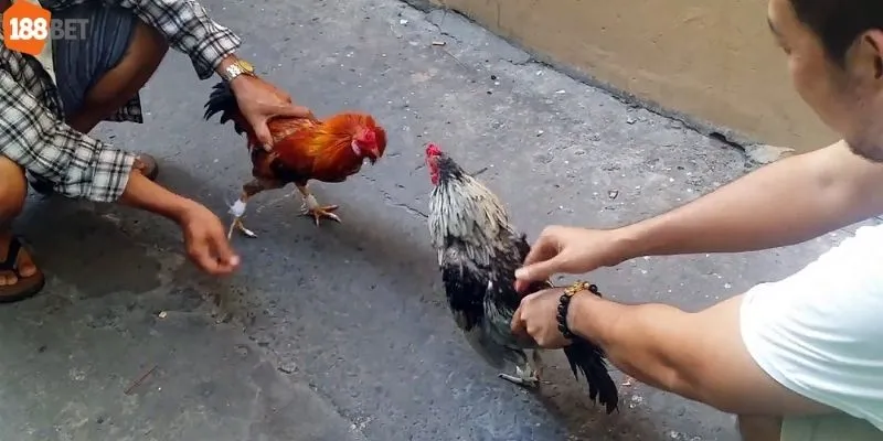 Đá Gà Tre Sv388 - Chia Sẻ Từ Anh Em Đam Mê Gà Đá Lâu Năm