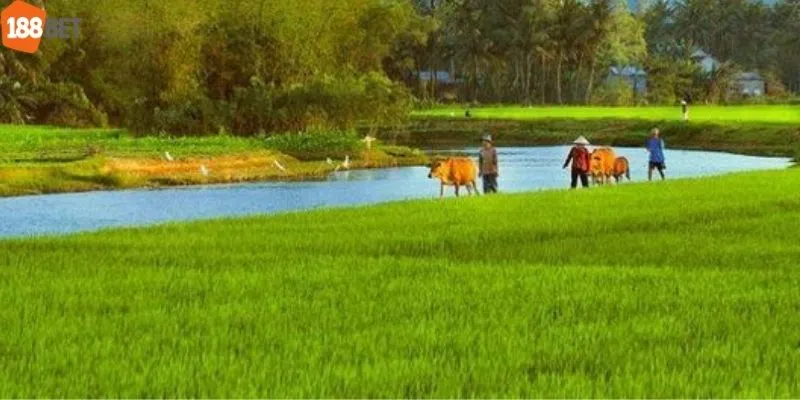 Mơ thấy cánh đồng lớn đánh số gì