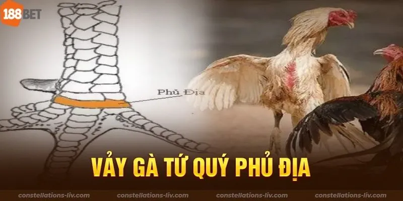 Vảy Gà Tứ Quý - Biểu Tượng Hiếm Trong Giới Gà Đá Chuyên Nghiệp